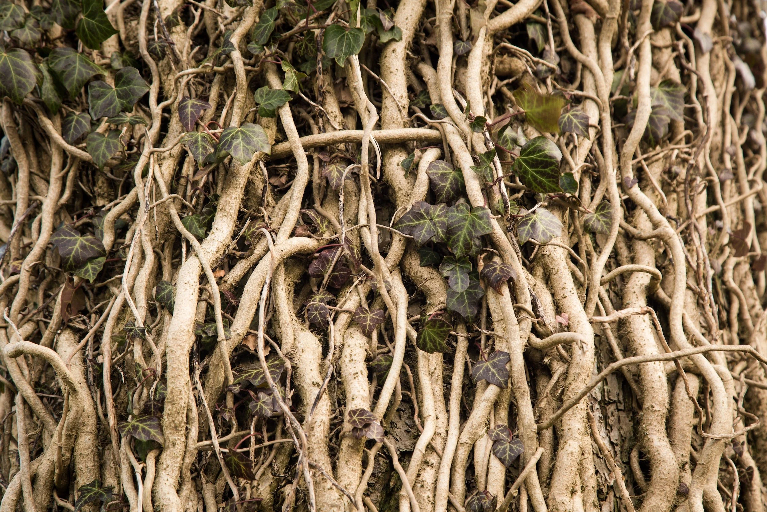 Nettle Root